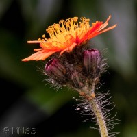 Orange Hawkweed, Fox and Cubs